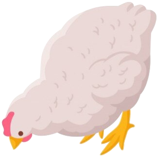 chicken